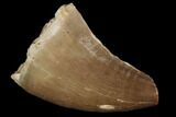 Bargain, Mosasaur (Prognathodon) Tooth #87620-1